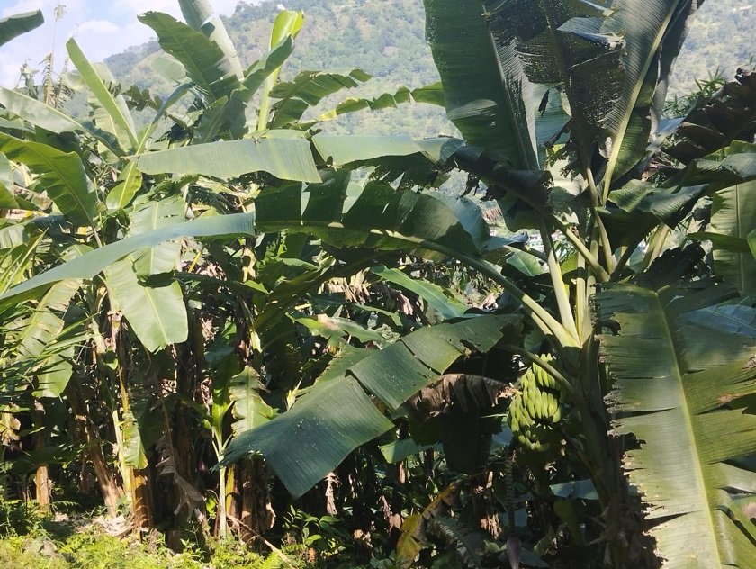 हुरीका कारण २० प्रतिशत केराखेतीमा क्षति