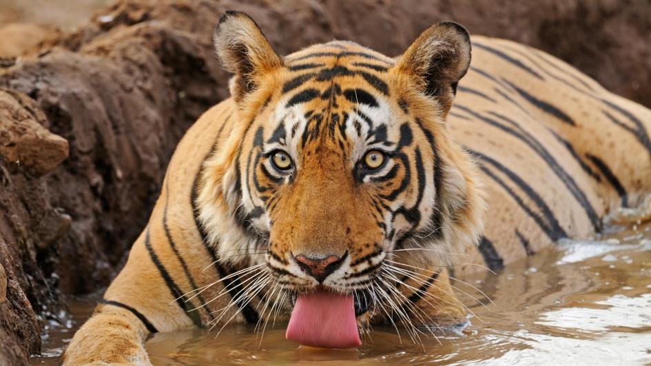 बाजुरामा बाघले मार्‍यो १७ वटा भेडा बाख्रा