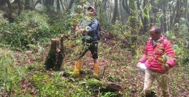 भोजपुरमा लोपोन्मुख रेड पान्डाको संरक्षण अभियान: क्यामेरा जडान र मालिङ्गो रोपाइँ