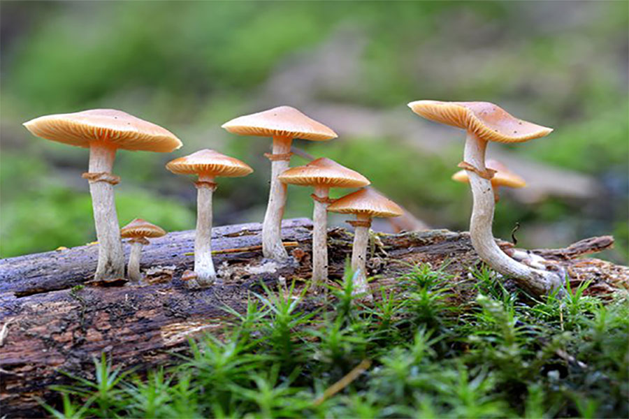 गुल्मीमा विषालु च्याउ खाँदा ६ जना बिरामी