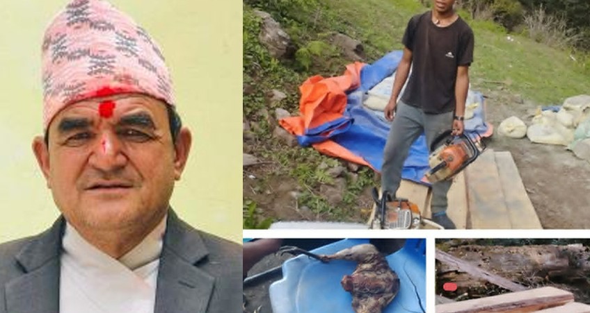 बाजुराको हिमाली गाउँपालिकाका अध्यक्षविरुद्ध हुम्लामा काठ तस्करीको उजुरी