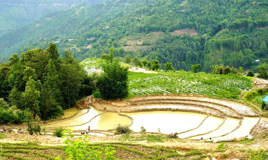असार-१५ : पाँचथरमा बर्सेनि घट्दै छ धान खेती