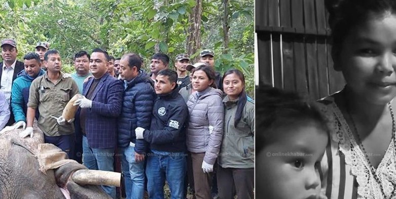 हिंस्रक ध्रुवे हात्तीले ९ वर्षपछि लियो आमाछोराको ज्यान, ध्रुवेबाट २५ जनाले गुमाए&hellip;
